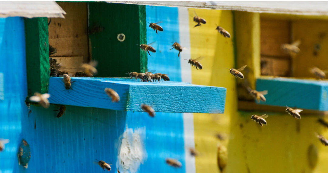 Big Box the best fit for beehive boxes